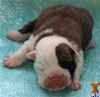 english bulldog puppy posted by Kimberly Jones